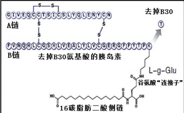 胰岛素受体INSR 胰岛素受体INSR